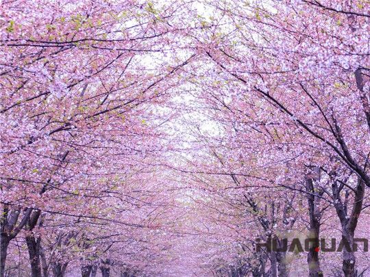 華全發電機組：這個春天不寂寞！剛看完櫻花怒放，新疆又放大招，預將百萬畝沙漠變綠洲